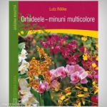 Orhideele - minuni multicolore